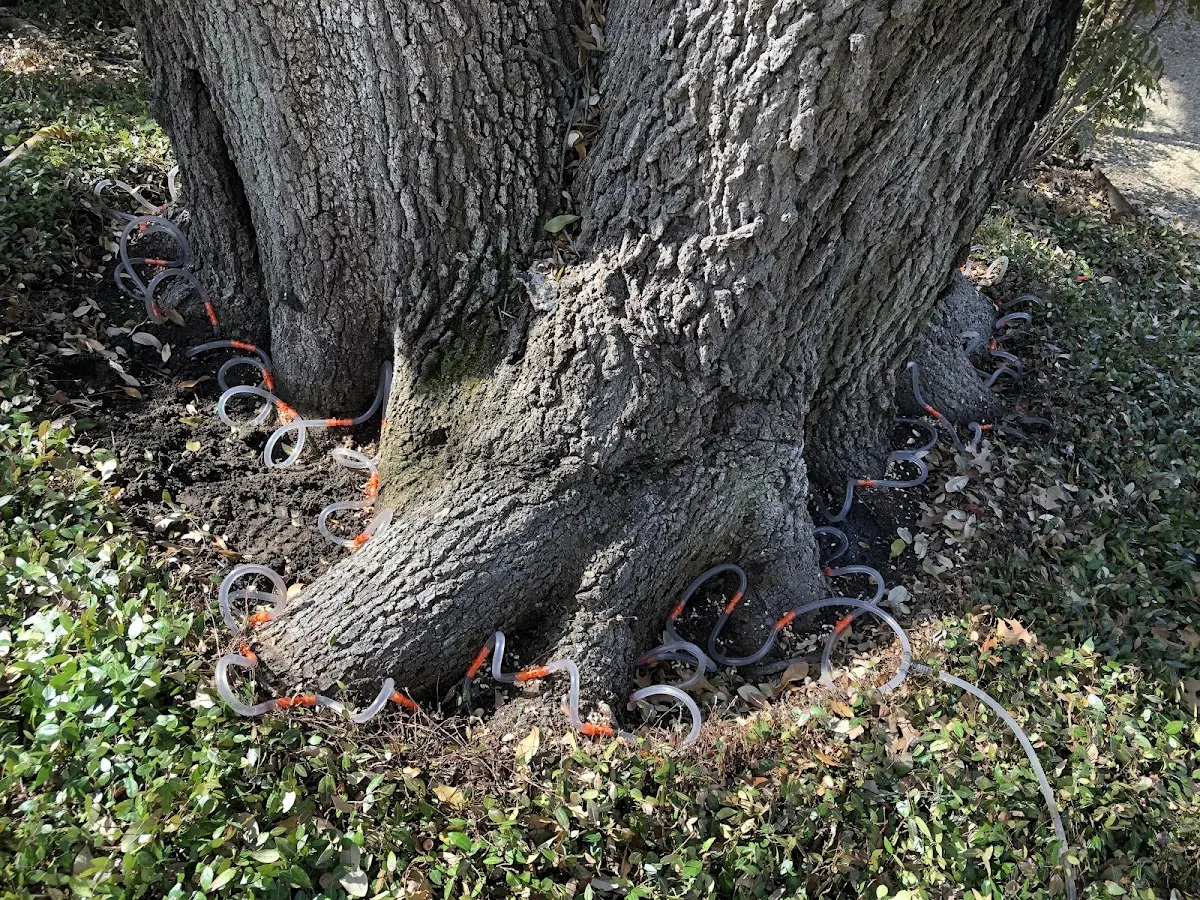Detailed Tree Cabling and Bracing job site in Mekinock