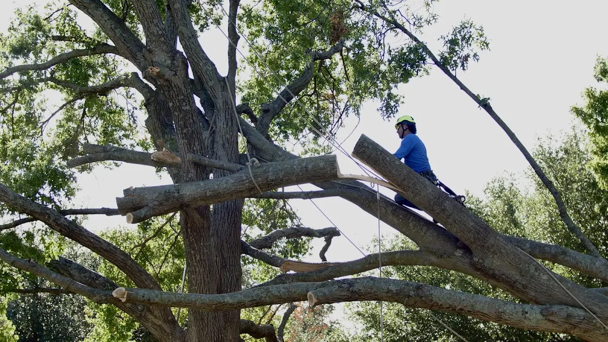 Professional Crown Thinning performed by certified arborists in Mekinock