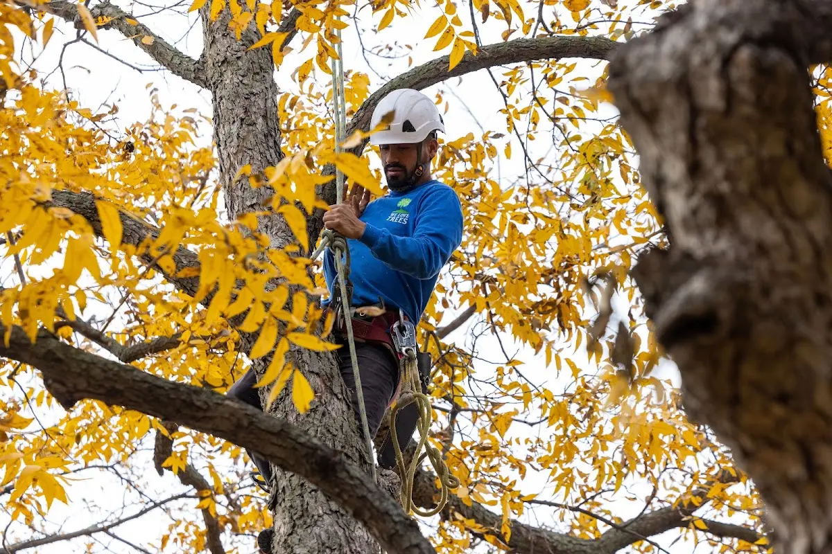 Skilled Tree Pruning crew working in Mekinock